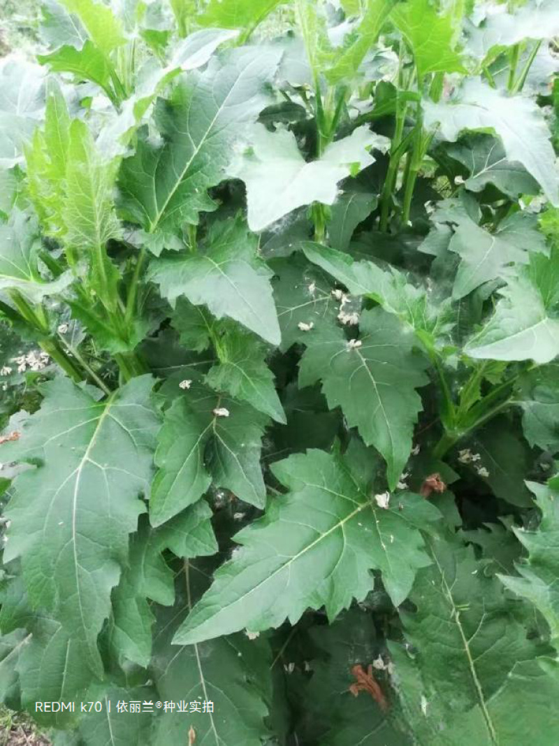 串叶松香草种子牧草种子高产耐寒耐热多年生营养丰富适口性好