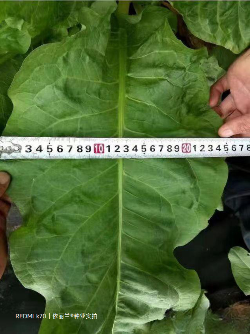 串叶松香草种子牧草种子高产耐寒耐热多年生营养丰富适口性好
