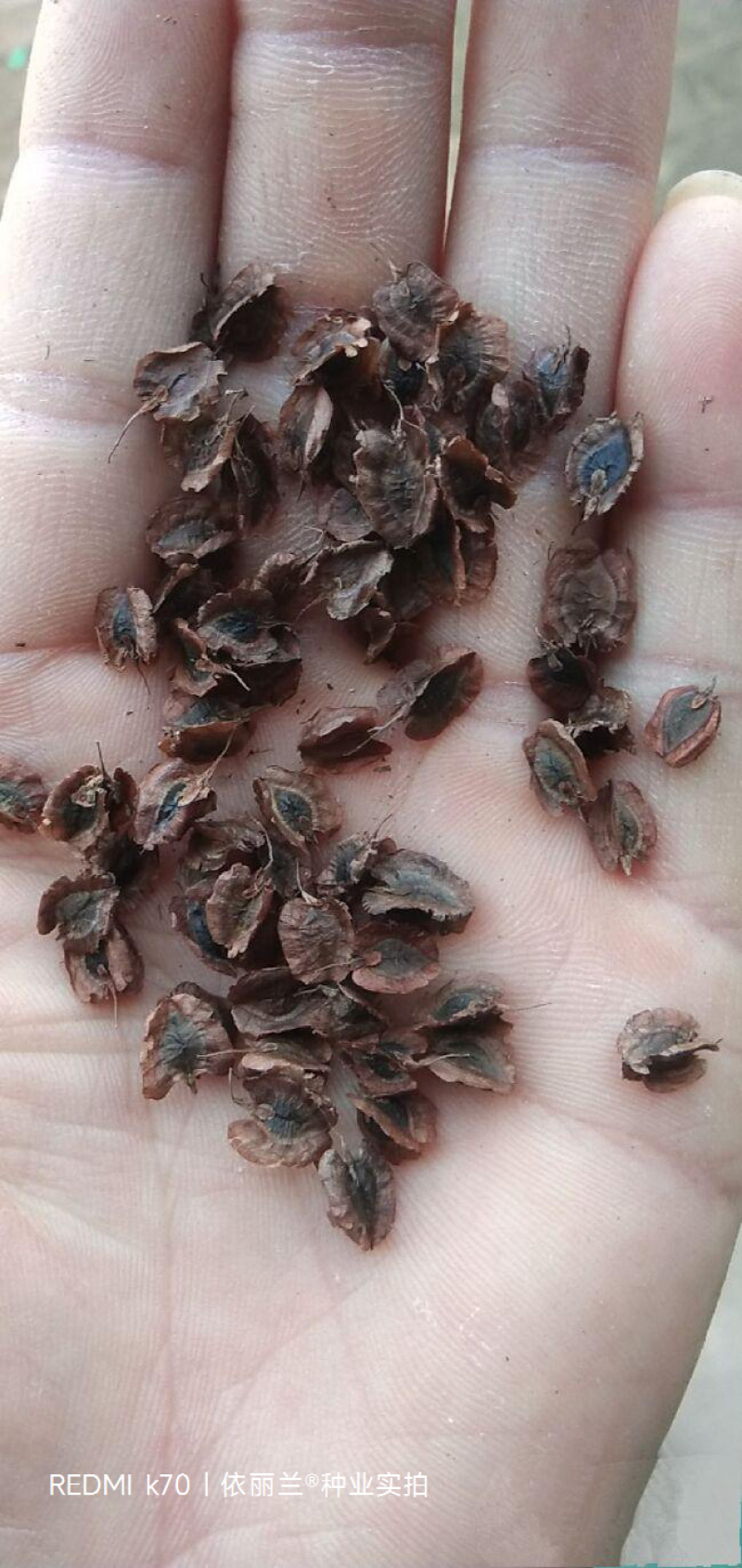 大黄种子成活率高产地现货批量中药材种子基地一手货