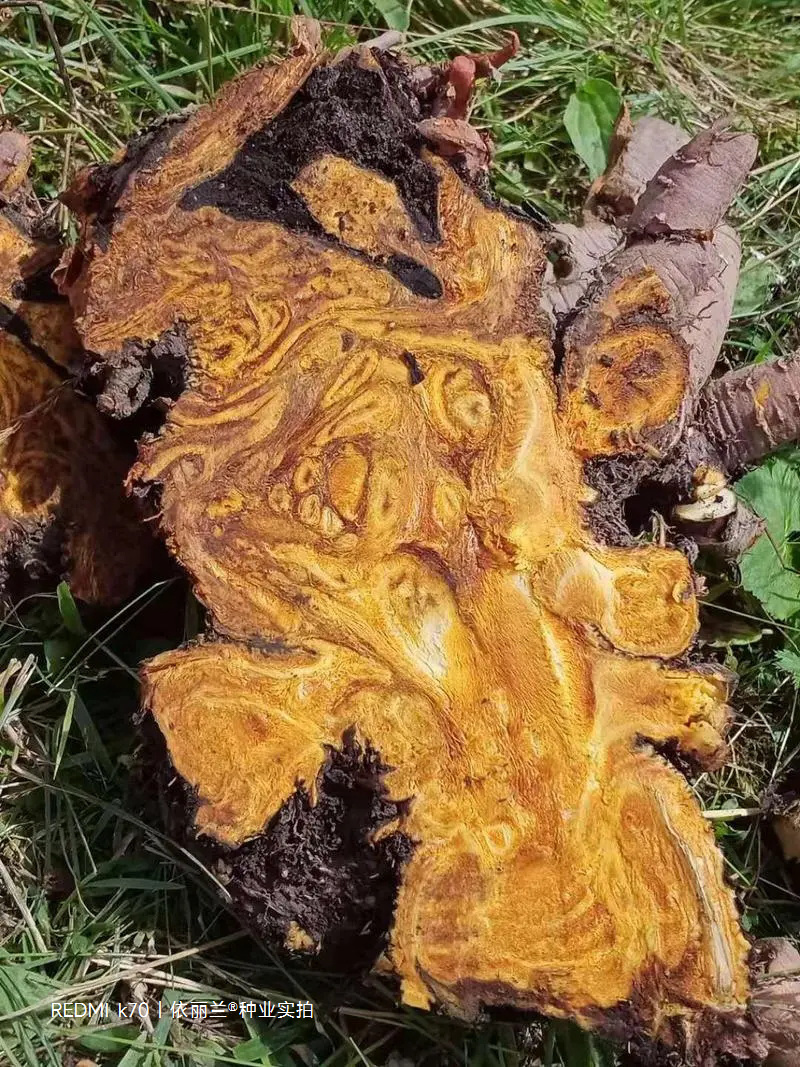 大黄种子成活率高产地现货批量中药材种子基地一手货