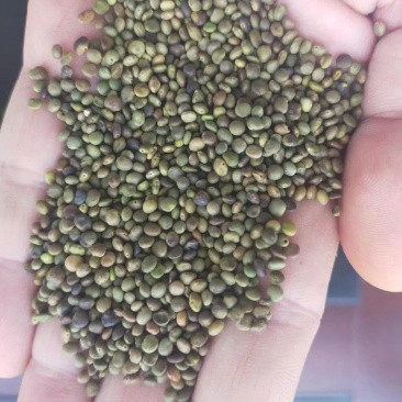 甘草种子当年新采甘草籽包发芽率免费提供种植技术