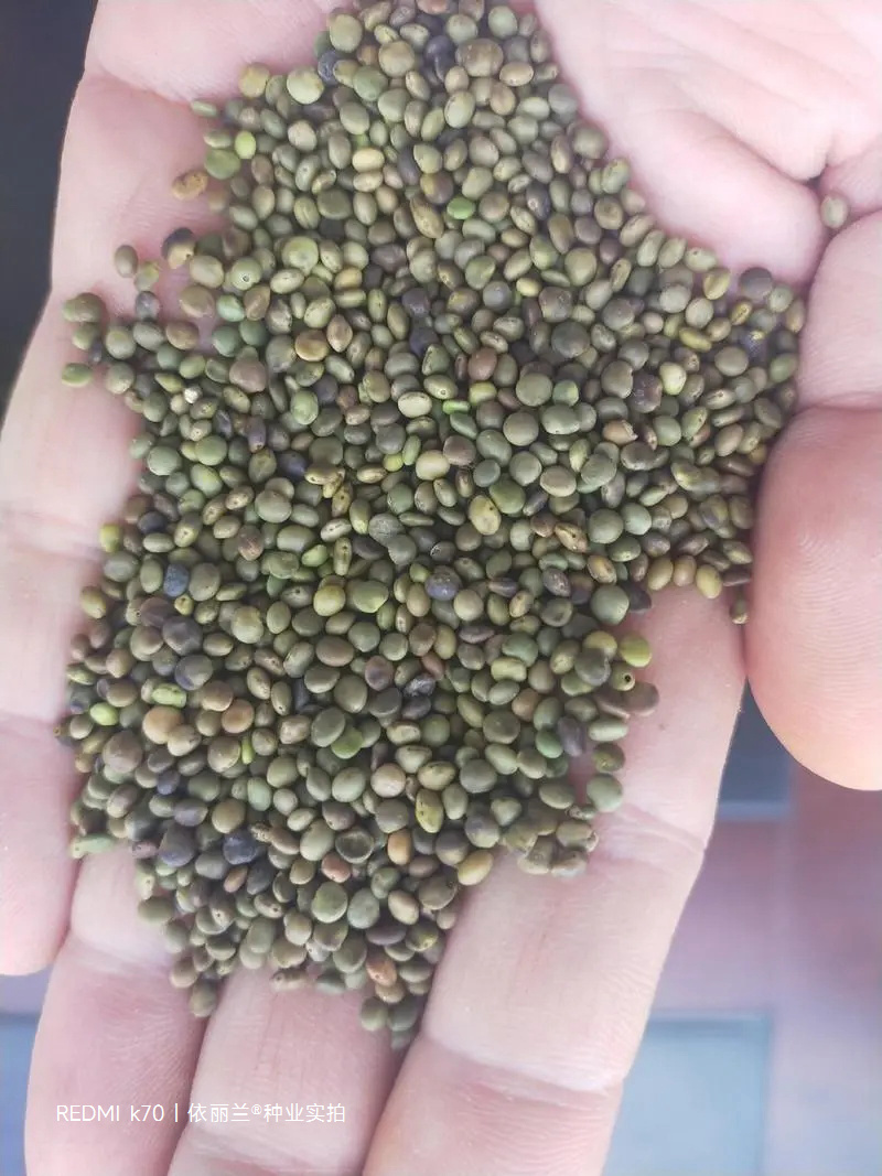 甘草种子当年新采甘草籽包发芽率免费提供种植技术