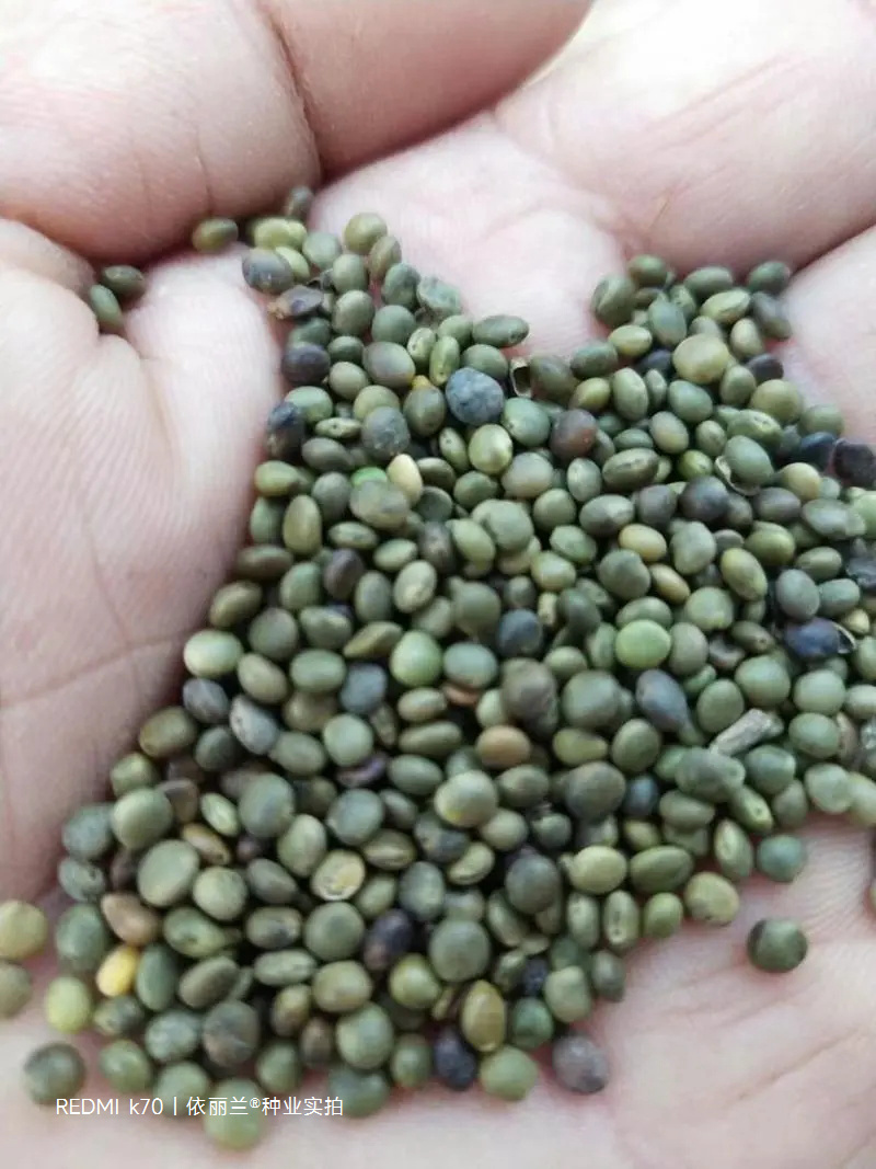 甘草种子当年新采甘草籽包发芽率免费提供种植技术
