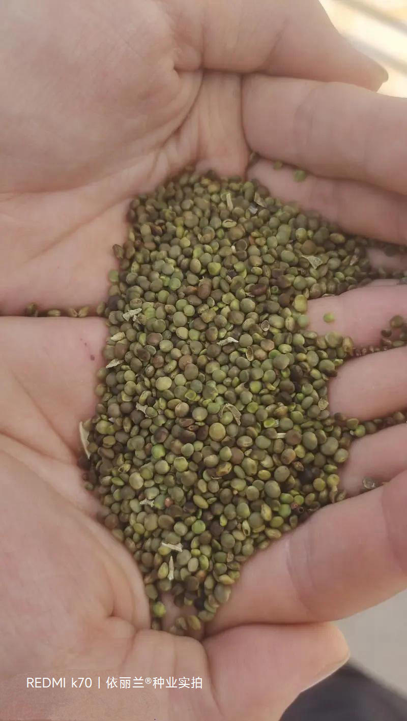 甘草种子当年新采甘草籽包发芽率免费提供种植技术