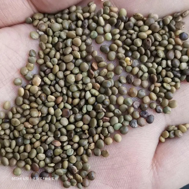 甘草种子当年新采甘草籽包发芽率免费提供种植技术