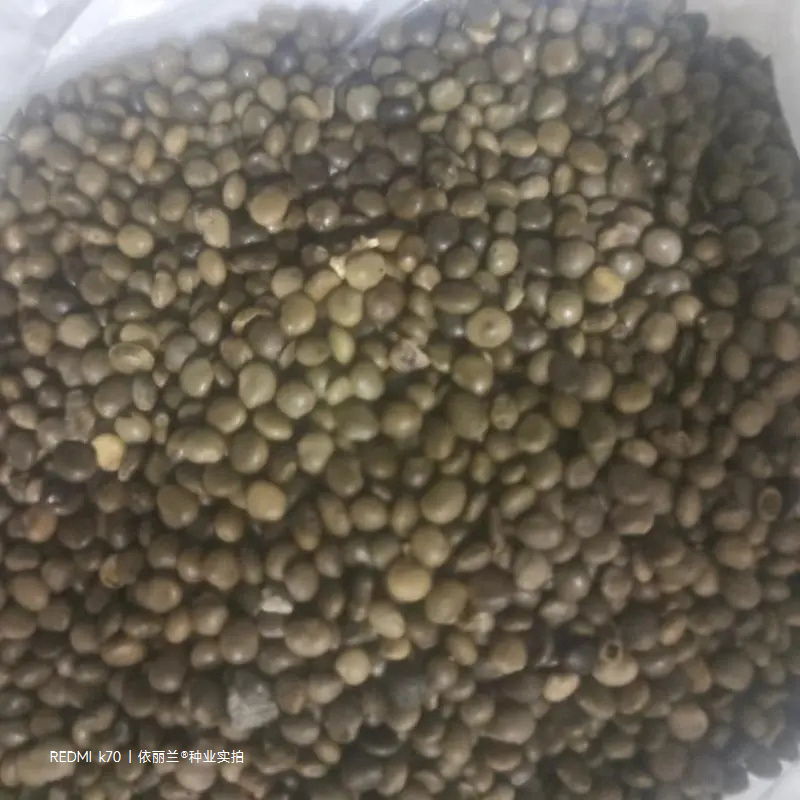 甘草种子当年新采甘草籽包发芽率免费提供种植技术
