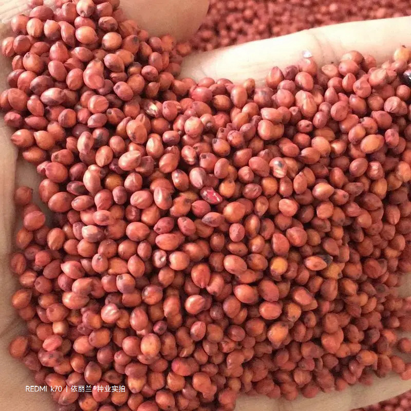 进口高丹草种子草鱼牛马羊鸡鸭鹅牧草种子草籽