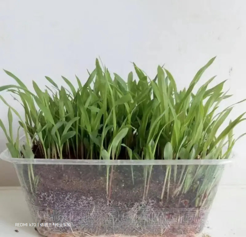 进口高丹草种子草鱼牛马羊鸡鸭鹅牧草种子草籽