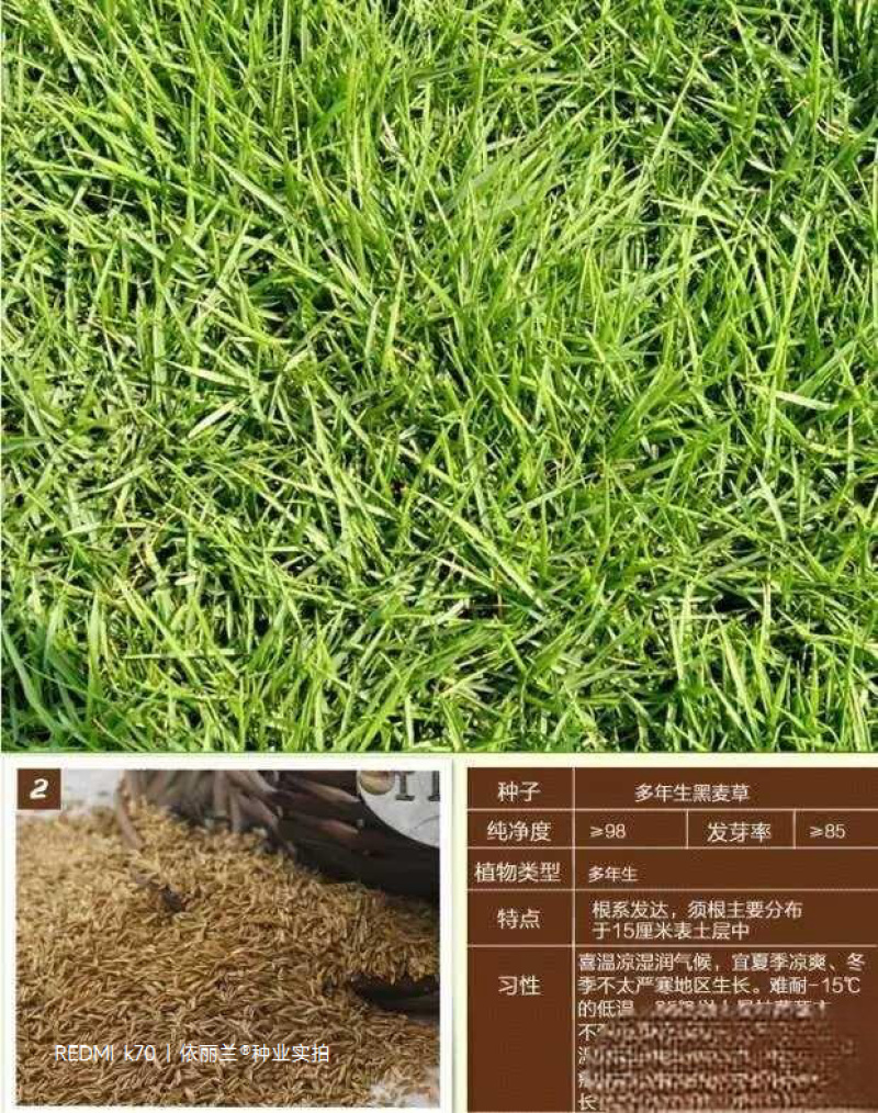 高羊茅种子草坪种子四季常青草坪种子耐寒免修剪