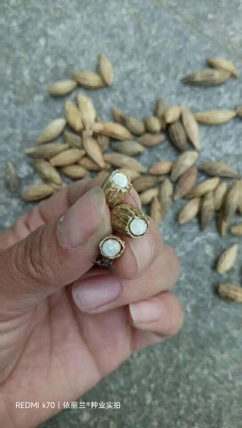 桂花种子八月桂四季盆栽沉香桂金桂朱砂桂秋季丹桂桂花树种籽