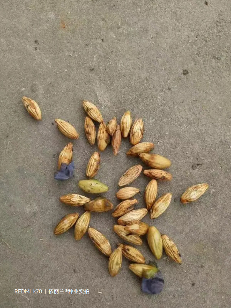 桂花种子八月桂四季盆栽沉香桂金桂朱砂桂秋季丹桂桂花树种籽