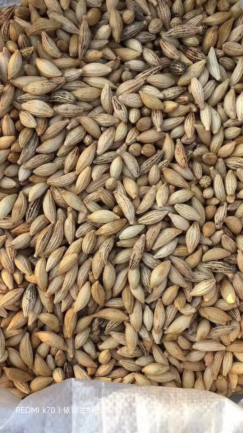 桂花种子八月桂四季盆栽沉香桂金桂朱砂桂秋季丹桂桂花树种籽