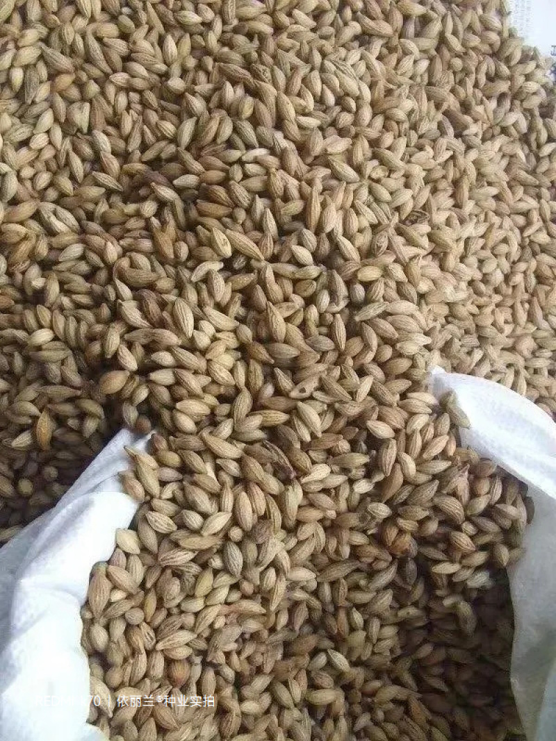 桂花种子八月桂四季盆栽沉香桂金桂朱砂桂秋季丹桂桂花树种籽