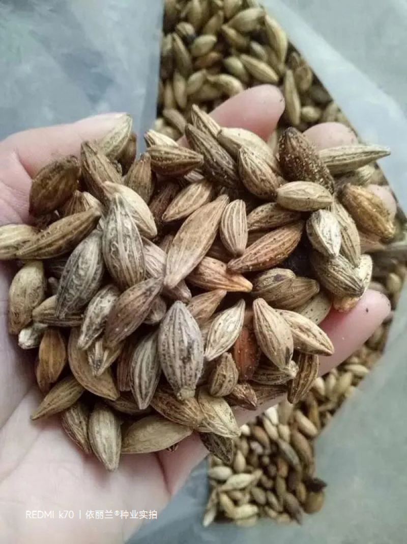 桂花种子八月桂四季盆栽沉香桂金桂朱砂桂秋季丹桂桂花树种籽