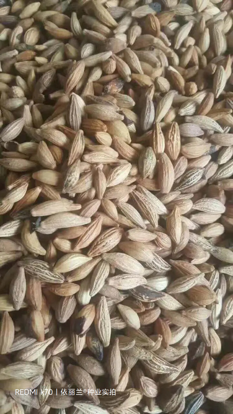 桂花种子八月桂四季盆栽沉香桂金桂朱砂桂秋季丹桂桂花树种籽