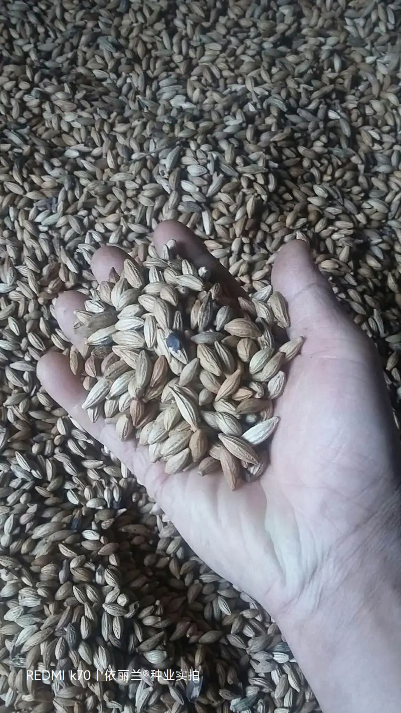 桂花种子八月桂四季盆栽沉香桂金桂朱砂桂秋季丹桂桂花树种籽
