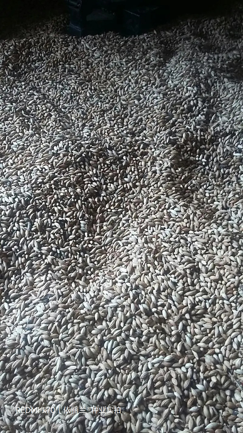 桂花种子八月桂四季盆栽沉香桂金桂朱砂桂秋季丹桂桂花树种籽