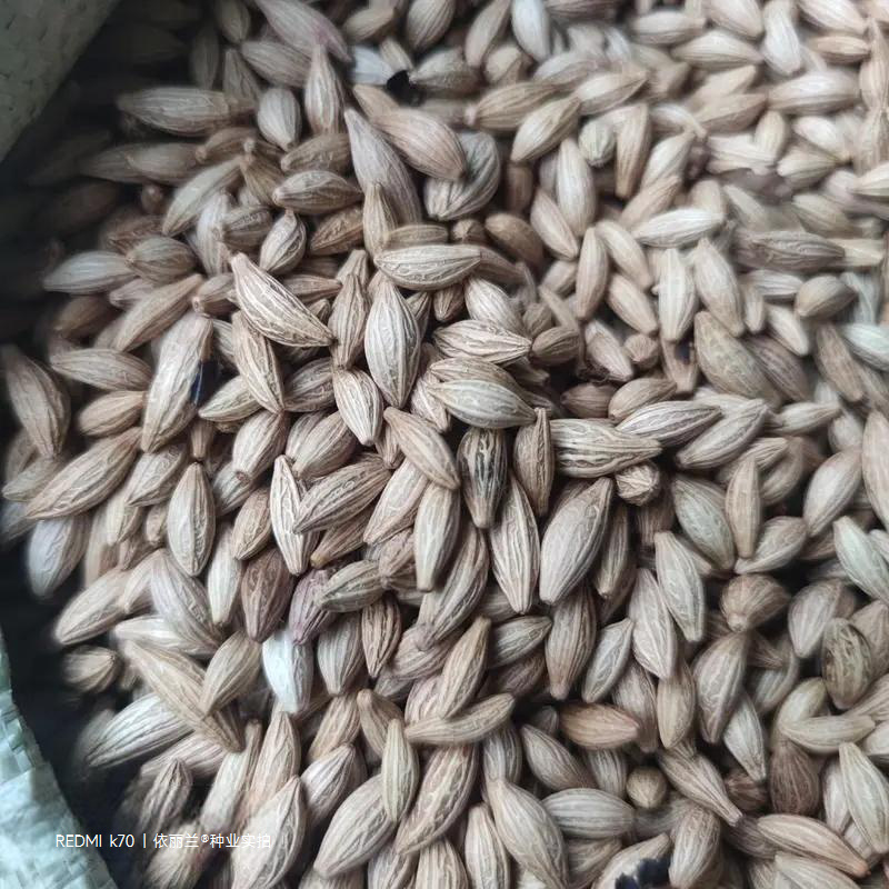 桂花种子八月桂四季盆栽沉香桂金桂朱砂桂秋季丹桂桂花树种籽