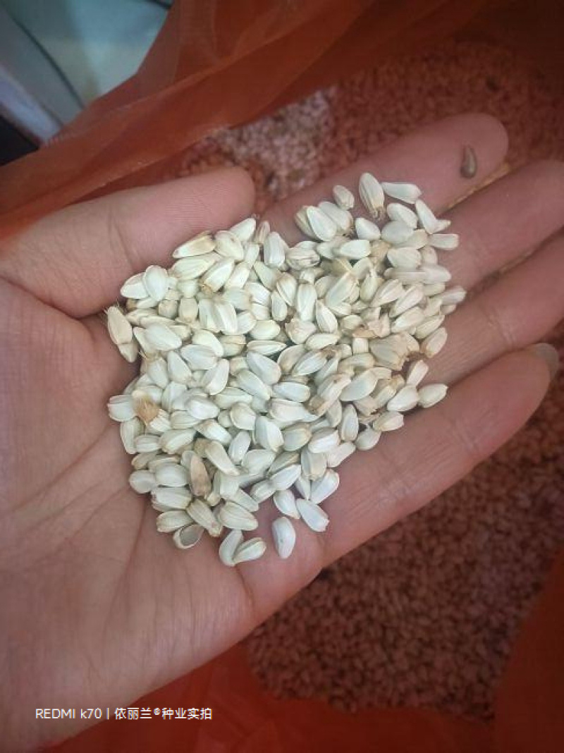 红花种子改良发芽率95%以上生长期3-4个月