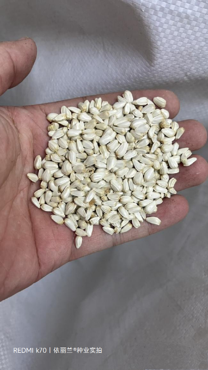 红花种子改良发芽率95%以上生长期3-4个月
