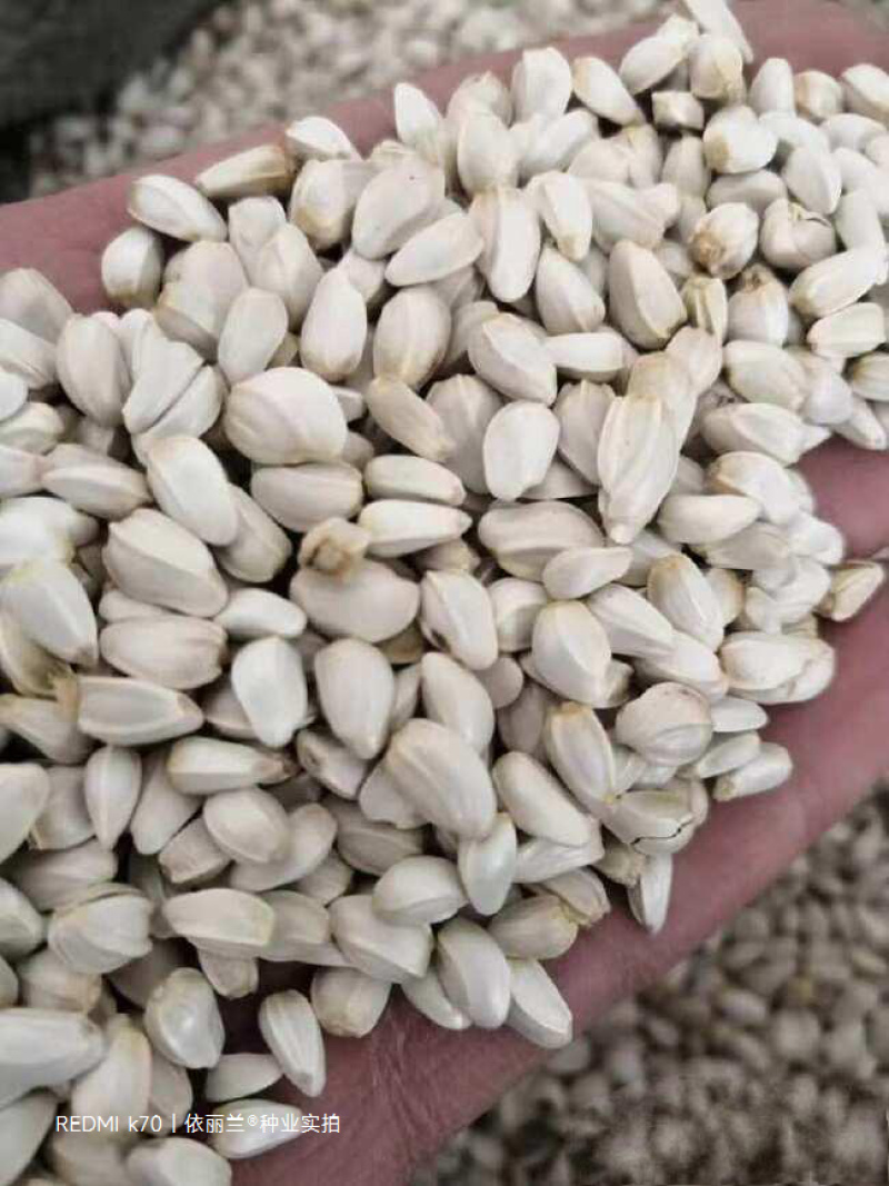 红花种子改良发芽率95%以上生长期3-4个月