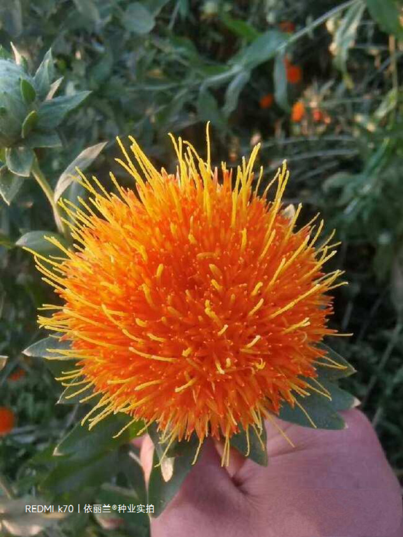 红花种子改良发芽率95%以上生长期3-4个月