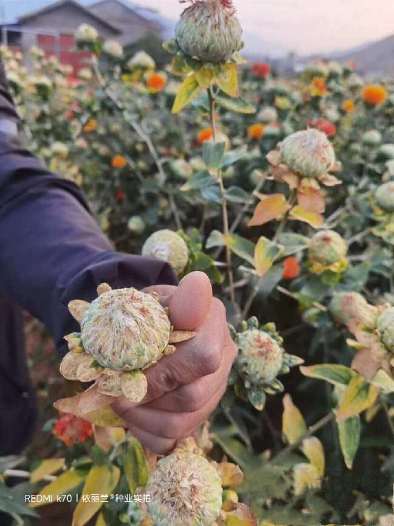 红花种子改良发芽率95%以上生长期3-4个月