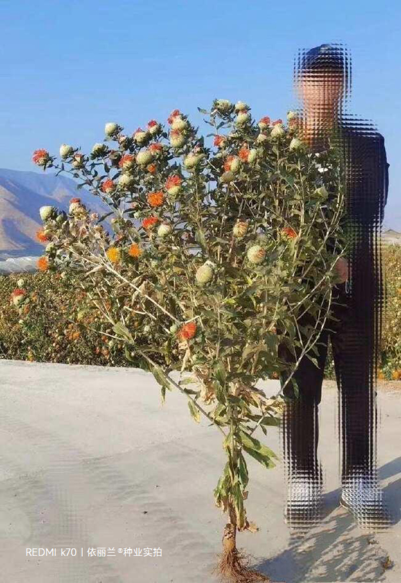 红花种子改良发芽率95%以上生长期3-4个月