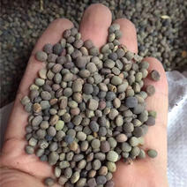 箭舌豌豆种子田林果园固氮绿肥籽野豌豆种子大量供应