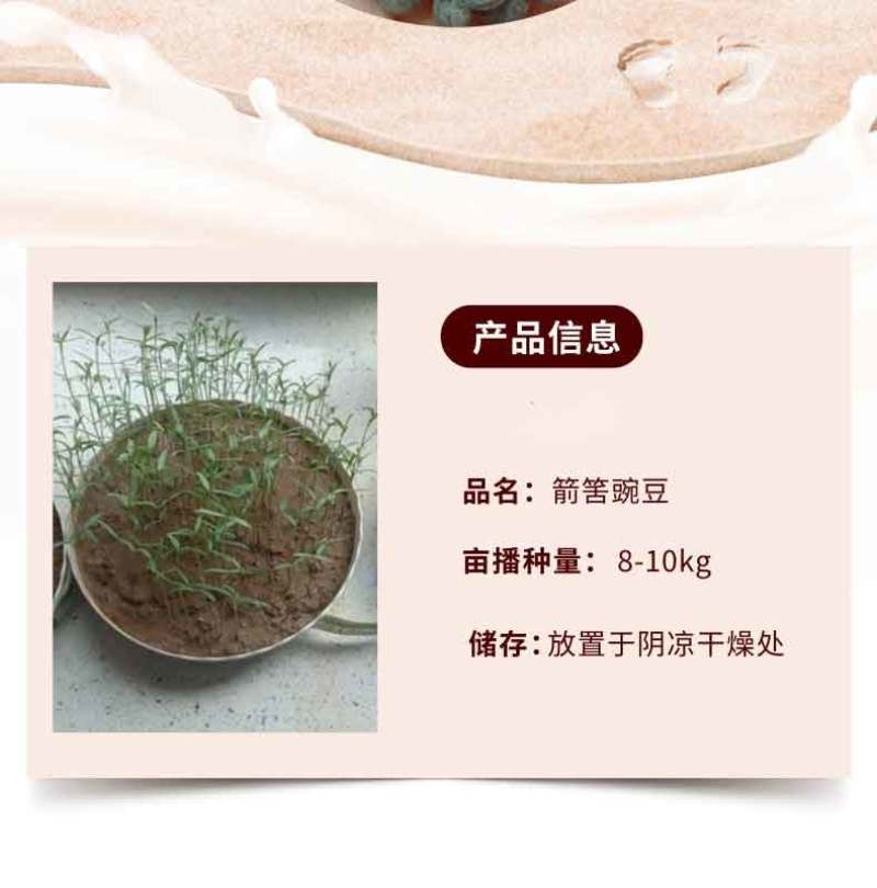 箭舌豌豆种子田林果园固氮绿肥籽野豌豆种子大量供应