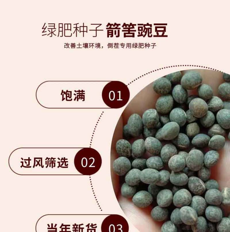 箭舌豌豆种子田林果园固氮绿肥籽野豌豆种子大量供应