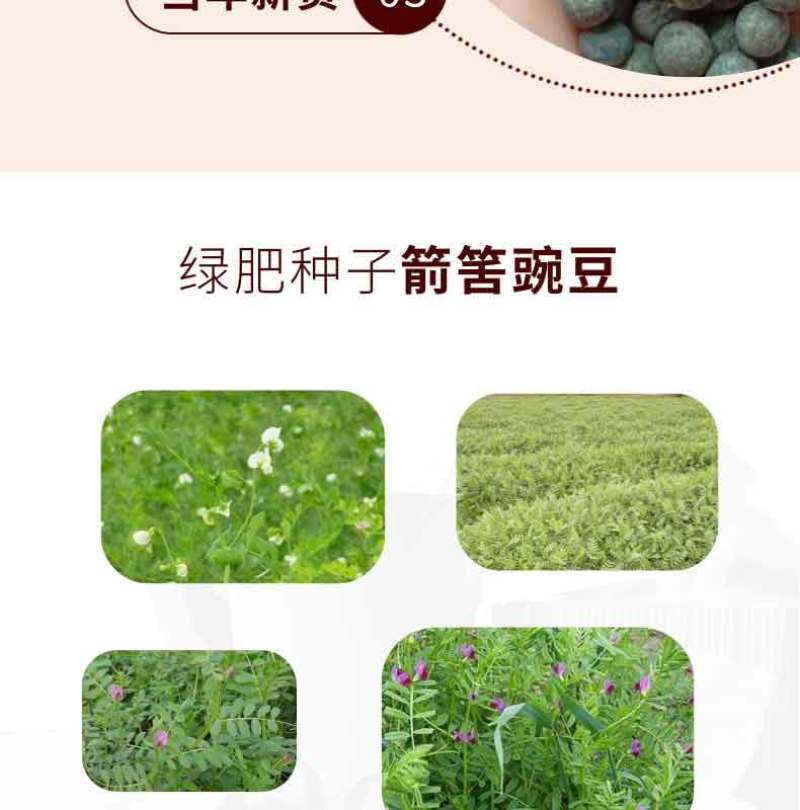 箭舌豌豆种子田林果园固氮绿肥籽野豌豆种子大量供应