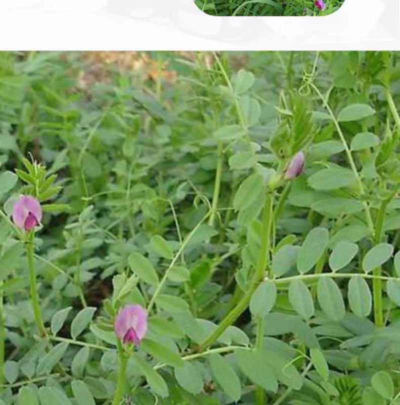 箭舌豌豆种子田林果园固氮绿肥籽野豌豆种子大量供应