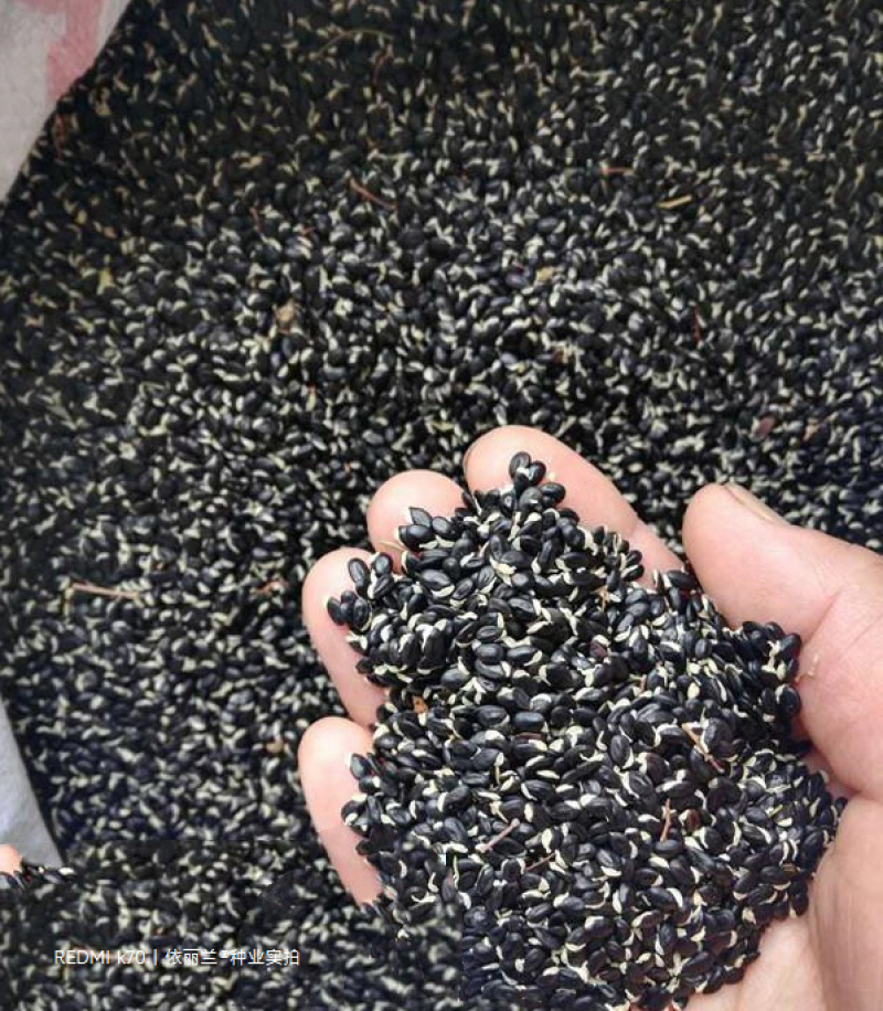 黄花金合欢种子珍珠相思刺球花银叶金合欢树种子
