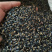 黄花金合欢种子珍珠相思刺球花银叶金合欢树种子