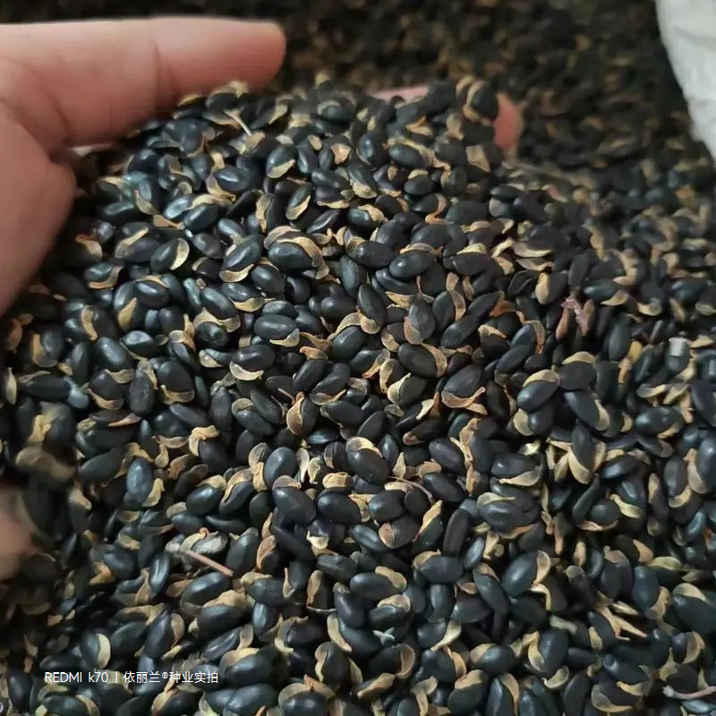 黄花金合欢种子珍珠相思刺球花银叶金合欢树种子