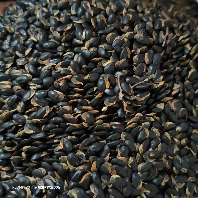 黄花金合欢种子珍珠相思刺球花银叶金合欢树种子