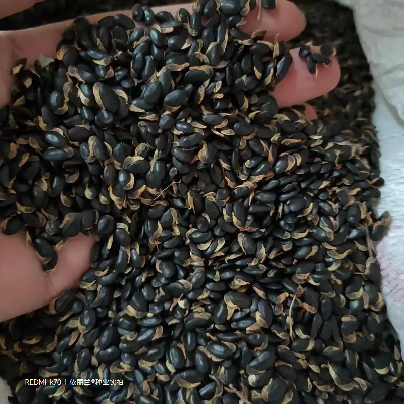 黄花金合欢种子珍珠相思刺球花银叶金合欢树种子