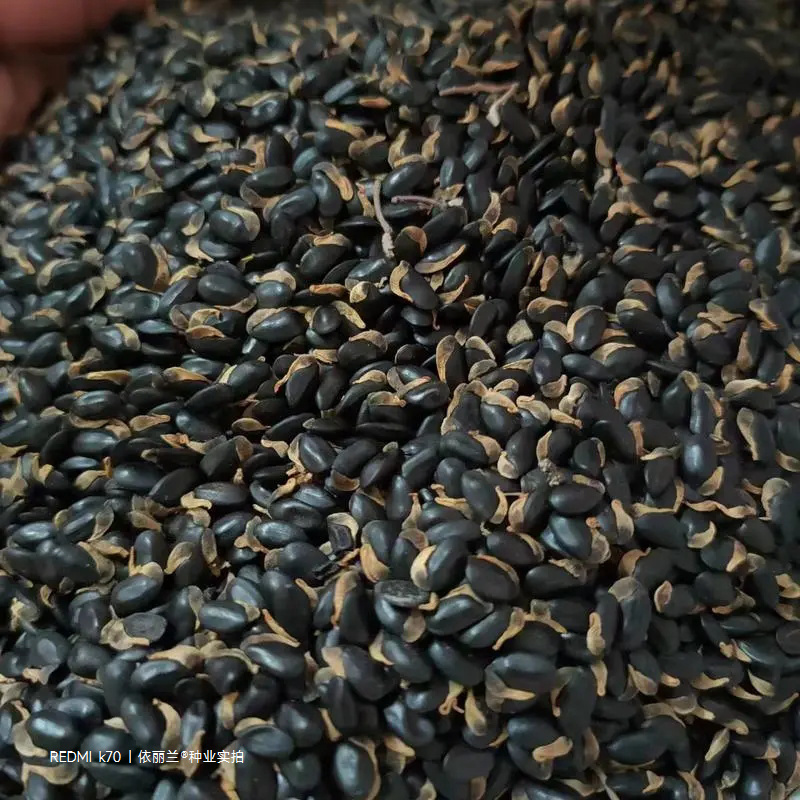 黄花金合欢种子珍珠相思刺球花银叶金合欢树种子