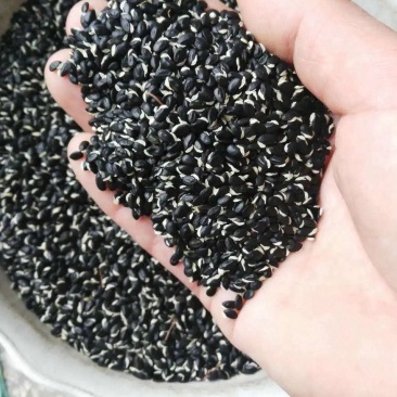 黄花金合欢种子珍珠相思刺球花银叶金合欢树种子