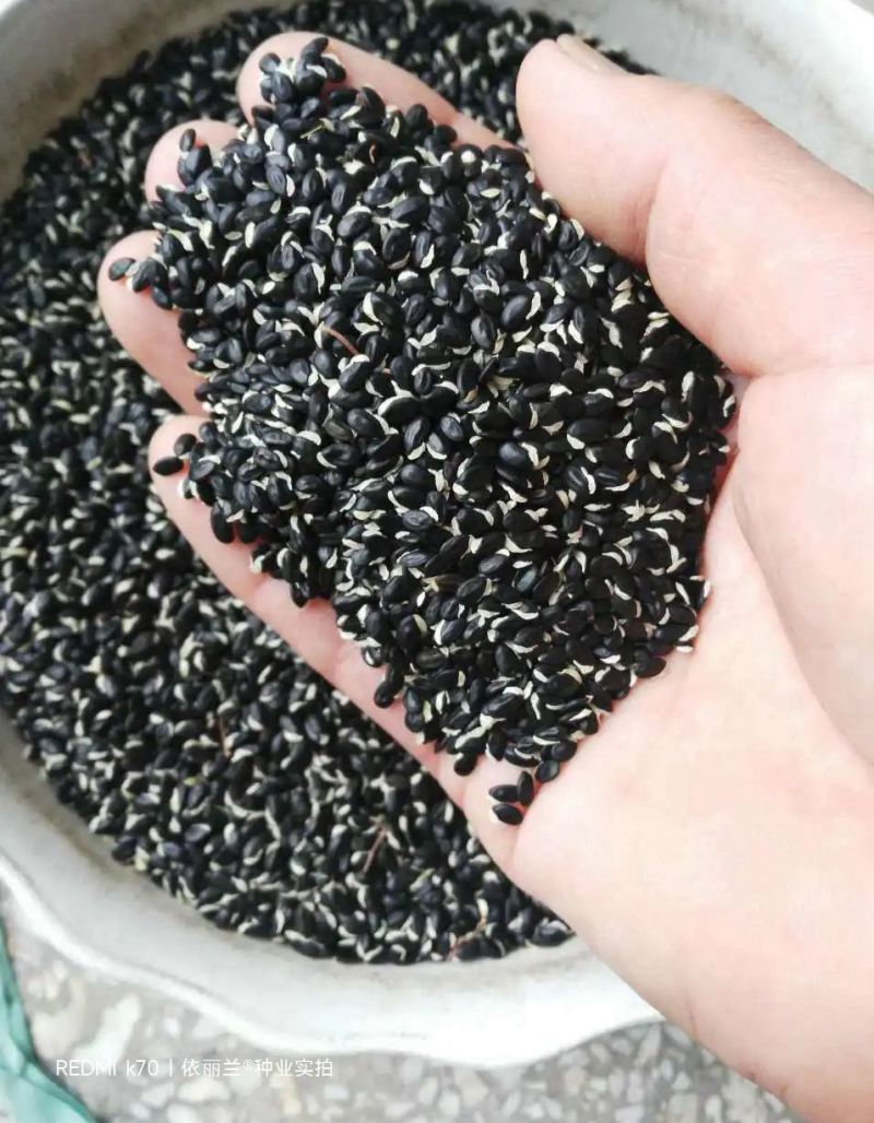 黄花金合欢种子珍珠相思刺球花银叶金合欢树种子