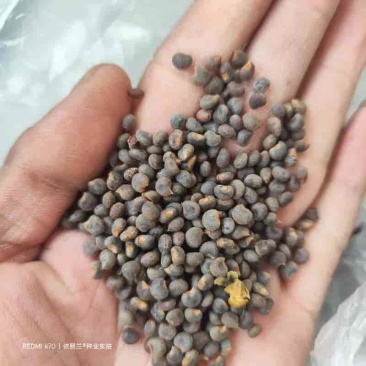 金花葵种子菜芙蓉种子保健蔬菜无名葵种子金山葵种子