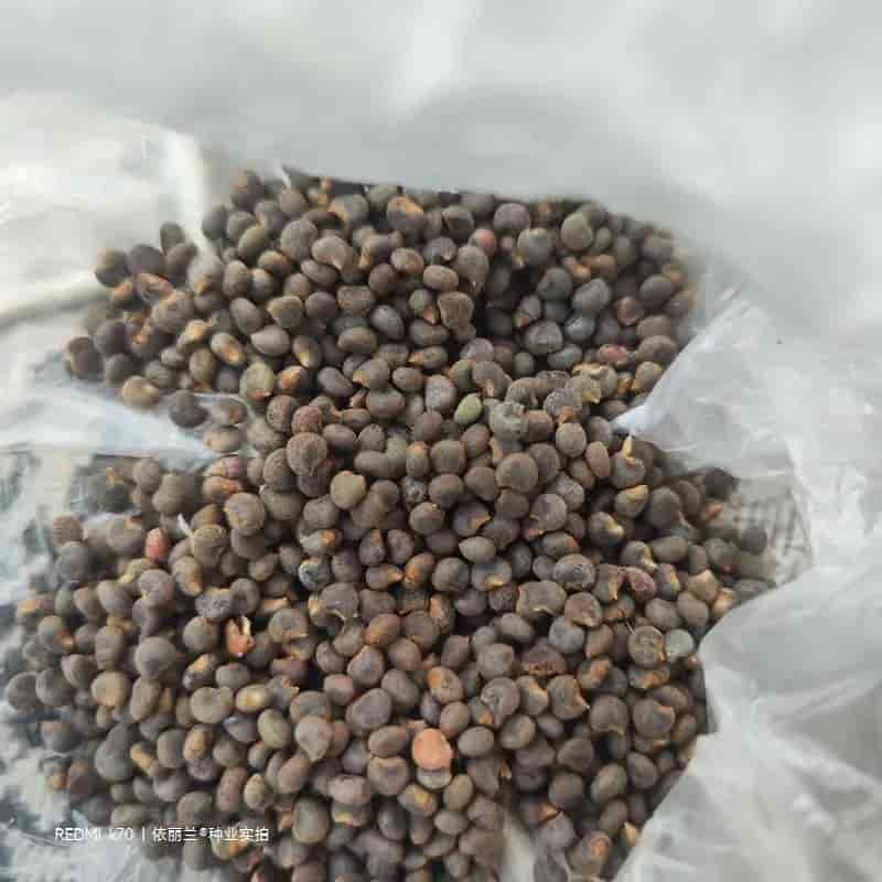 金花葵种子菜芙蓉种子保健蔬菜无名葵种子金山葵种子