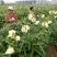金花葵种子菜芙蓉种子保健蔬菜无名葵种子金山葵种子