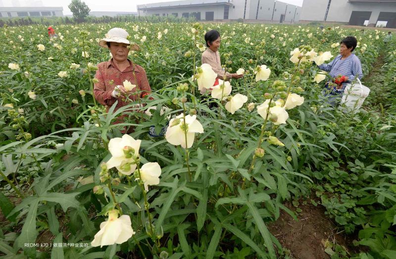 金花葵种子菜芙蓉种子保健蔬菜无名葵种子金山葵种子