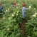 金花葵种子菜芙蓉种子保健蔬菜无名葵种子金山葵种子