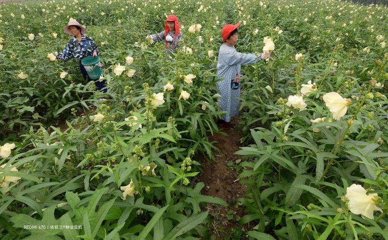 金花葵种子菜芙蓉种子保健蔬菜无名葵种子金山葵种子