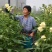 金花葵种子菜芙蓉种子保健蔬菜无名葵种子金山葵种子