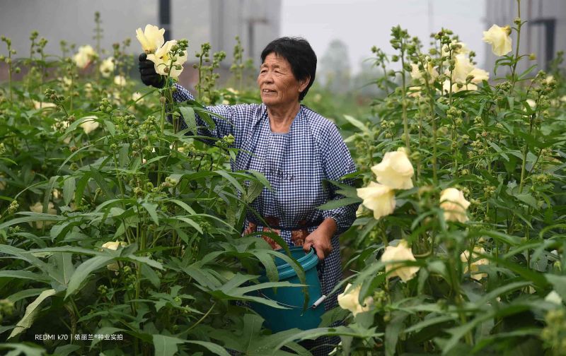 金花葵种子菜芙蓉种子保健蔬菜无名葵种子金山葵种子