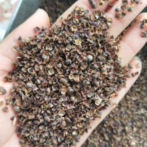 大花金鸡菊种子多年生金钱菊花籽盆栽四季易活景观绿化花卉种